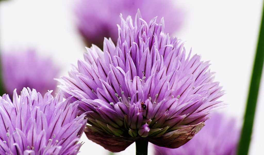 Розовые цветы декоративного лука крупным планом