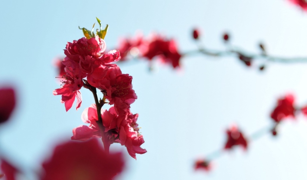 Розовые цветы на ветке на фоне голубого неба весной