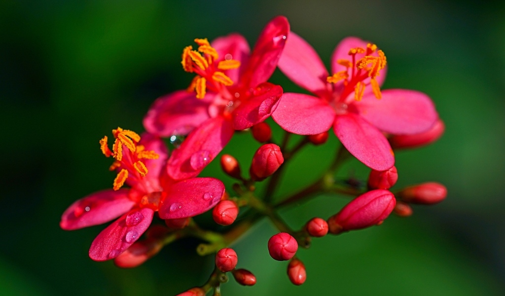 Розовые цветы на ветке на зеленом фоне