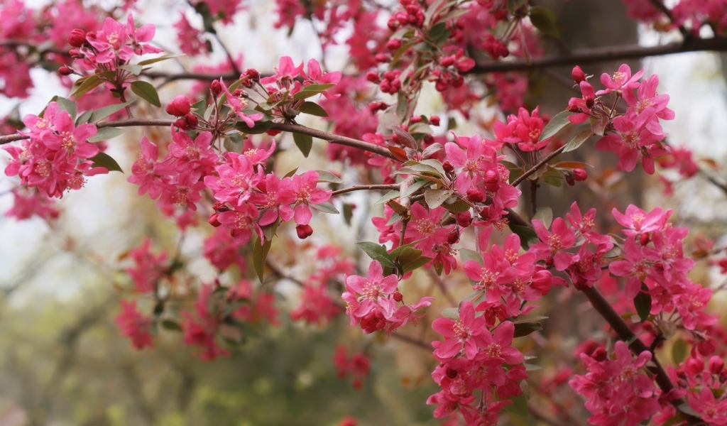 Розовые цветы на ветках дерева весной