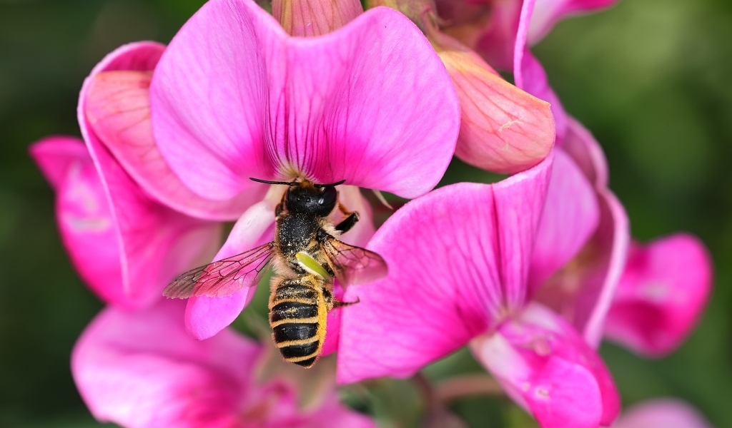 Розовые цветы с пчелой крупным планом