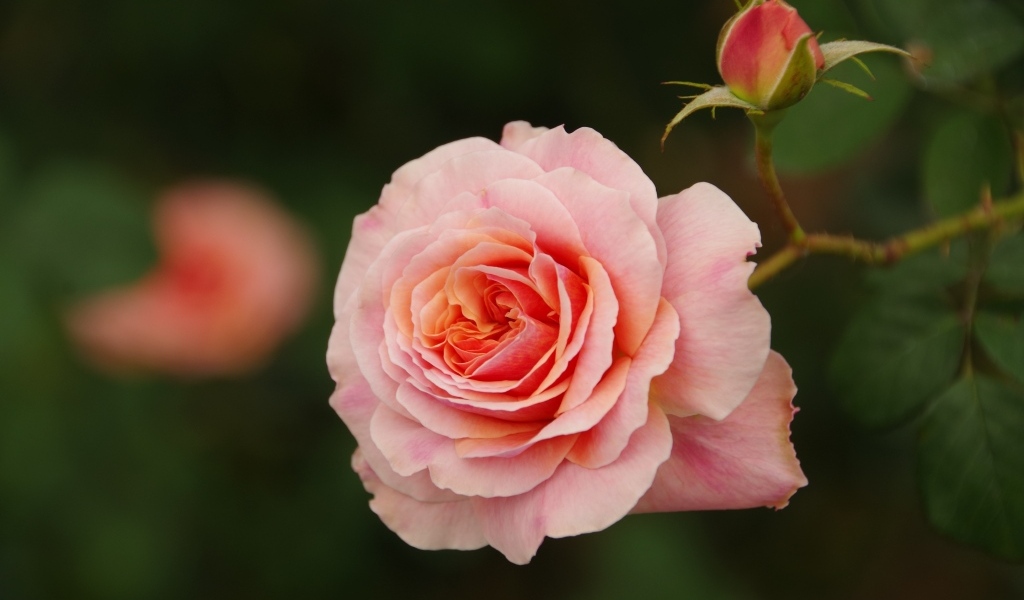 Розовая ароматная роза с бутоном 