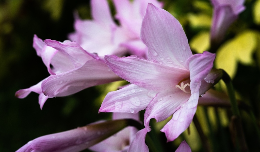 Розовые садовые лилии в каплях росы крупным планом