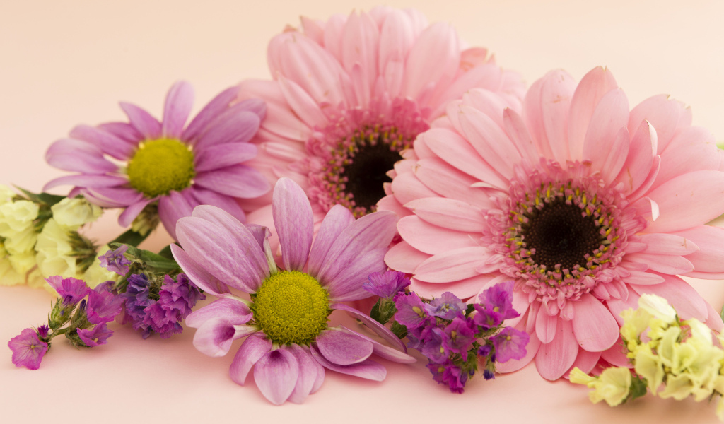 Розовые герберы и хризантемы крупным планом