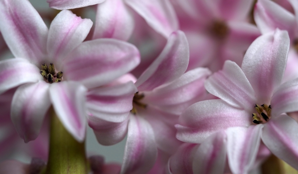 Розовые цветы гиацинта крупным планом