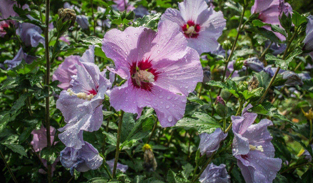 Розовые цветы лаватера в каплях воды