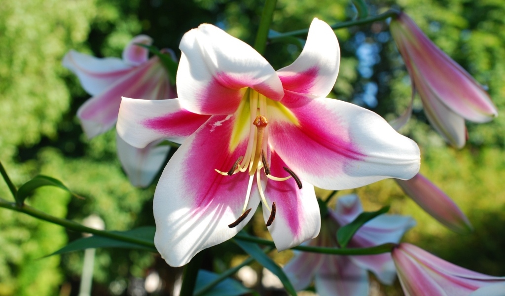 Розовый цветок лилии на клумбе летом