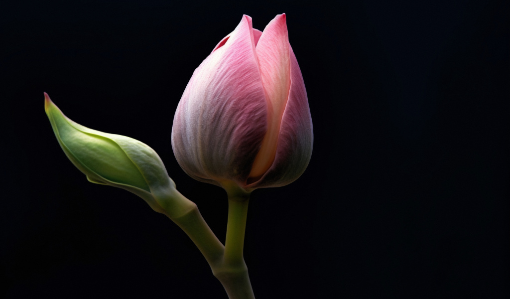 Розовых цветок лотоса на черном фоне