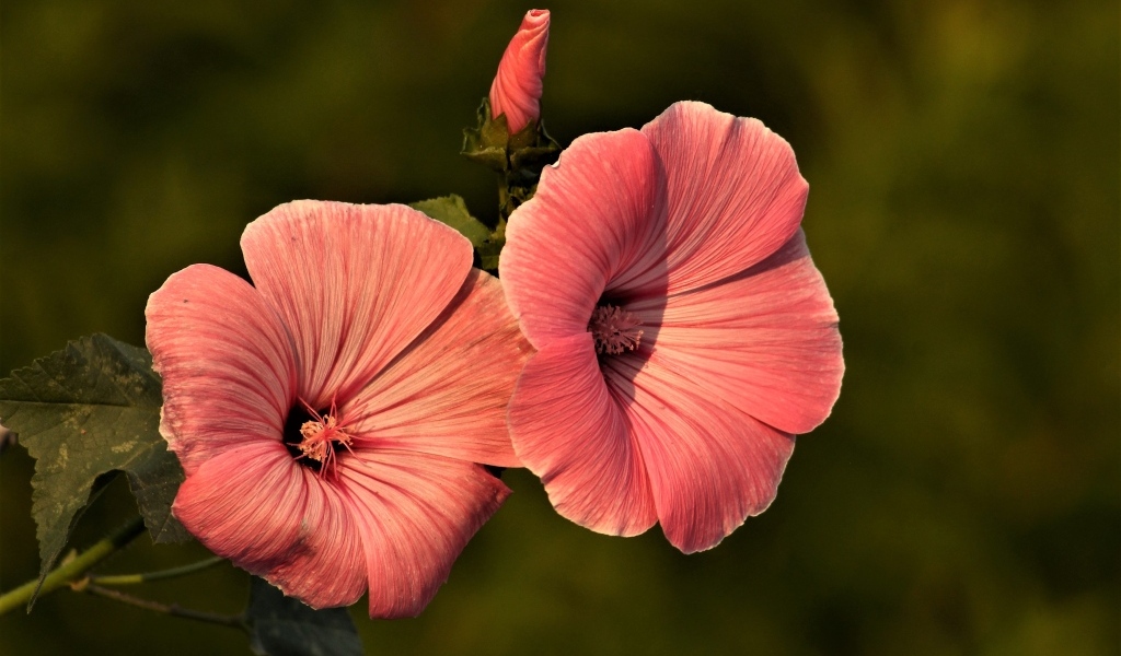 Розовые мальвы в лучах солнца