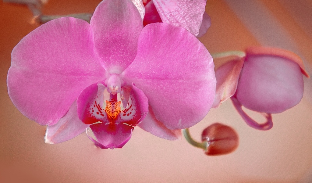 Розовый цветок орхидеи с бутонами крупным планом