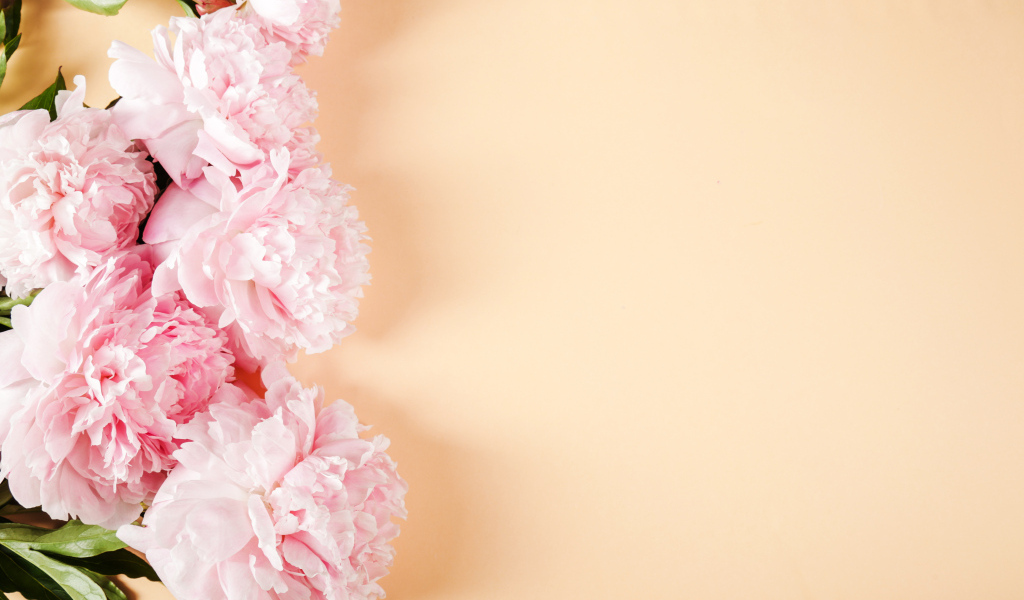 Розовые пионы на бежевом фоне,  шаблон 