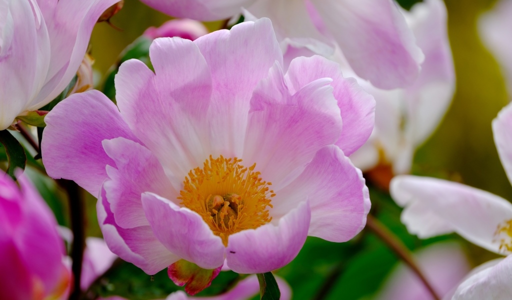 Розовые пионы с оранжевой серединой