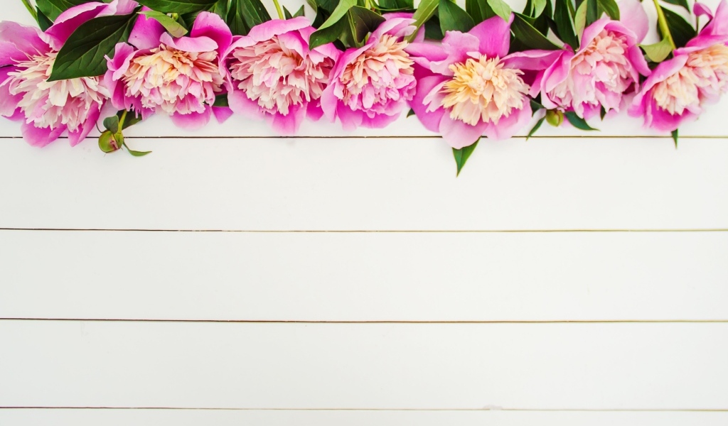 Розовые цветы пиона на белом деревянном фоне