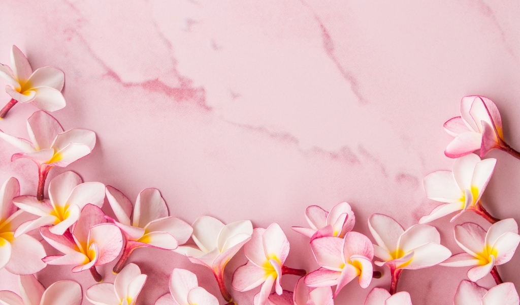 Розовые цветы плюмерии на розовом фоне
