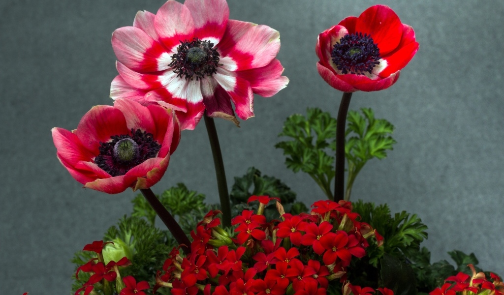 Розовые маки с цветами герани