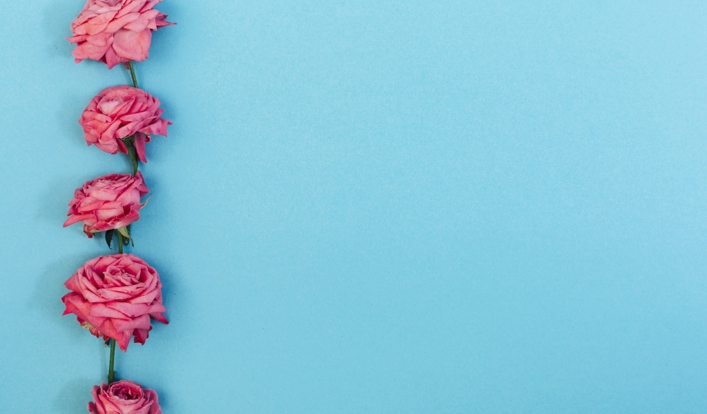Розовые цветы розы на голубом фоне