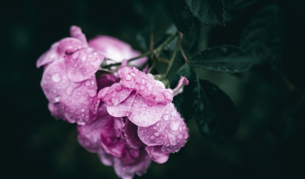 Розовая роза в каплях росы крупным планом