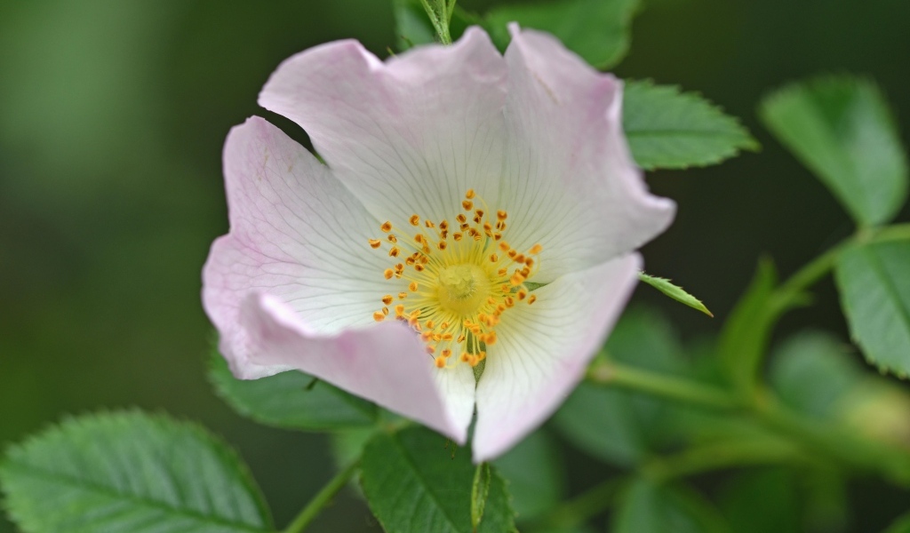 Розовый цветок шиповника с зелеными листьями крупным планом