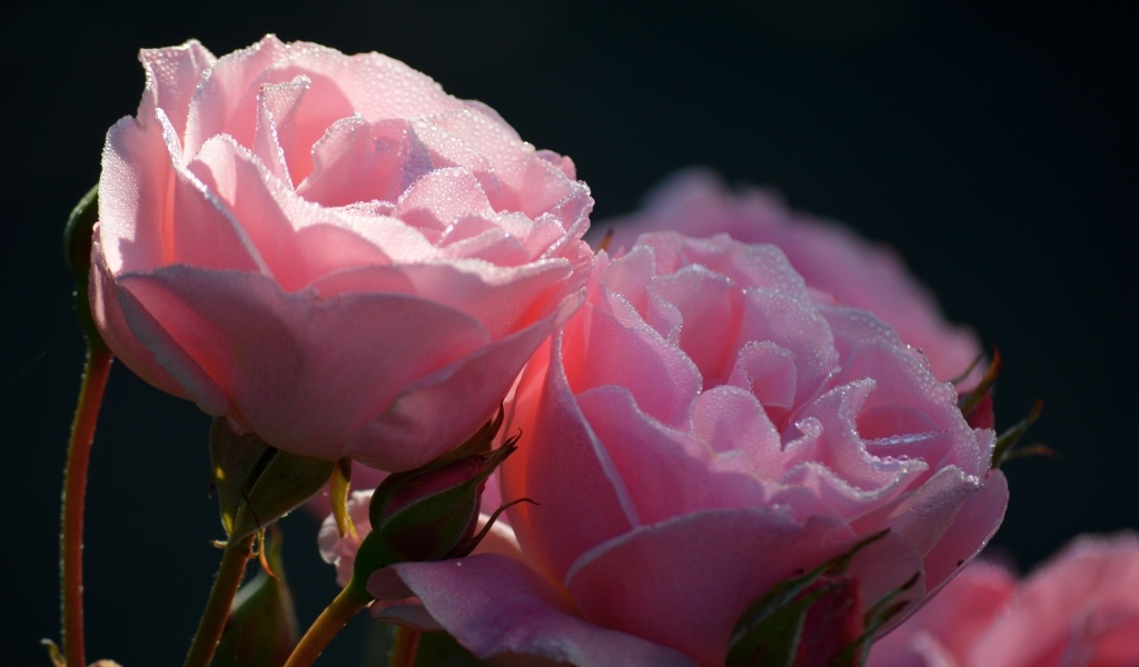 Розовые розы с бутонами с мокрыми лепестками