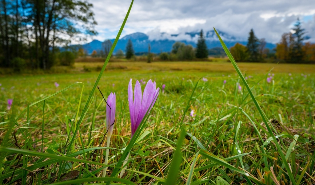 Розовые цветы шафрана на поле весной
