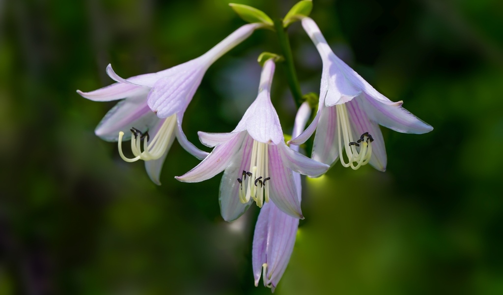 Розовые маленькие садовые лилии на ветке