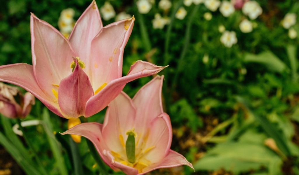 Розовые тюльпаны на клумбе крупным планом