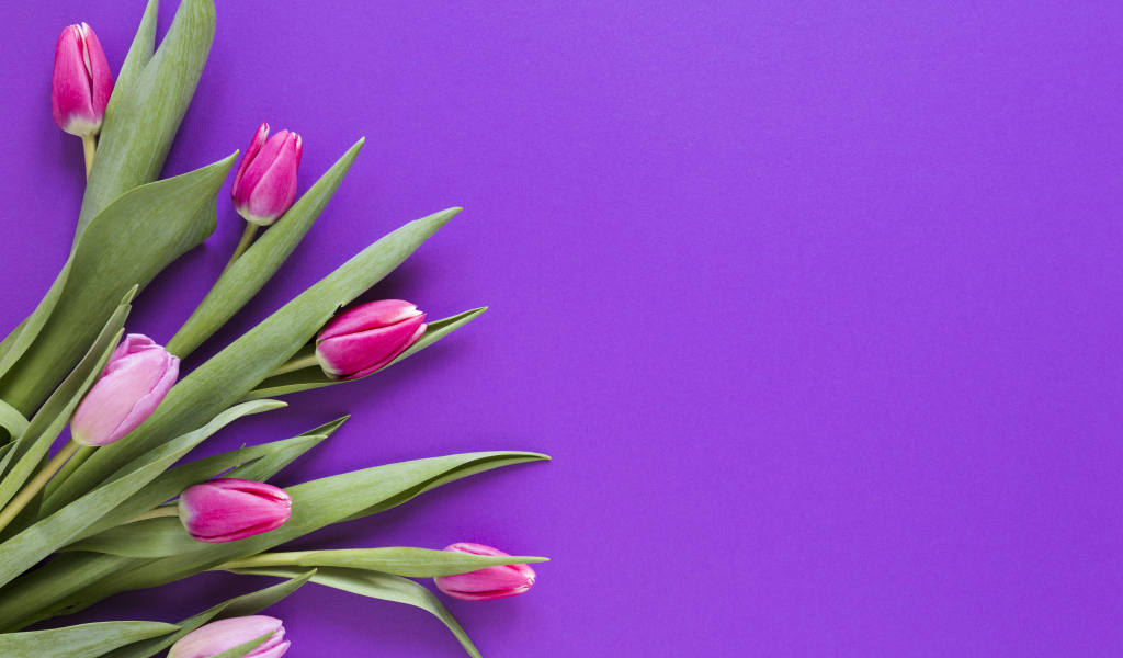 Розовые тюльпаны на сиреневом фоне, шаблон 