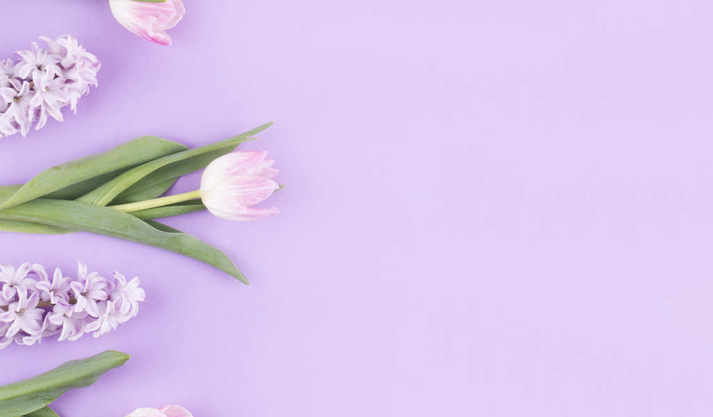 Розовые тюльпаны с гиацинтами на сиреневом фоне