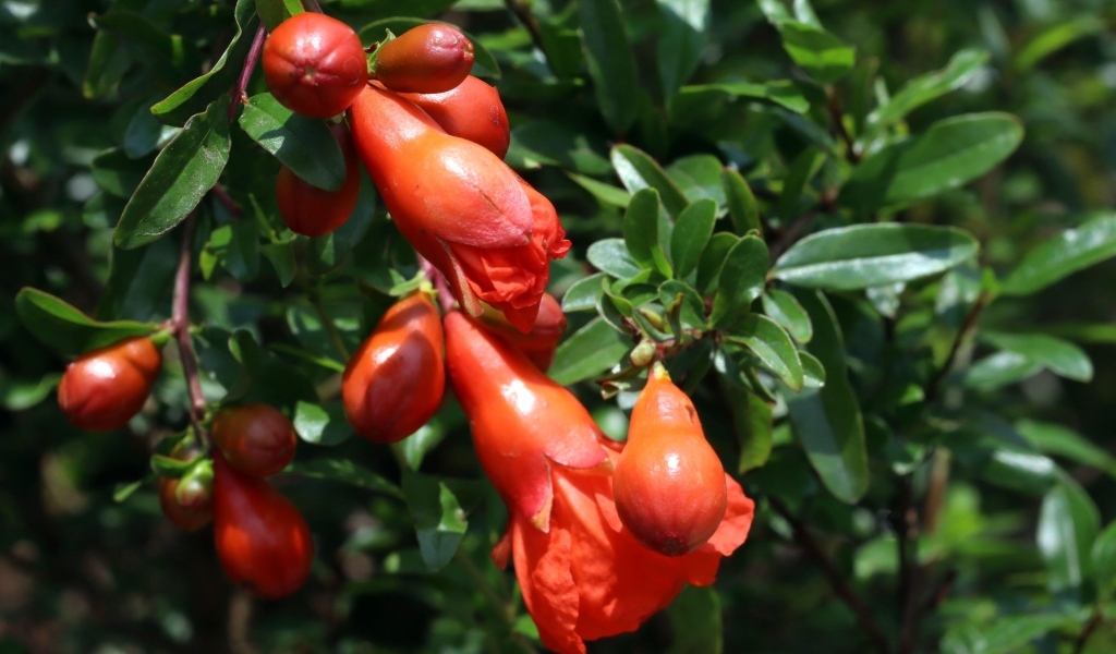 Цветы граната на ветке с зелеными листьями