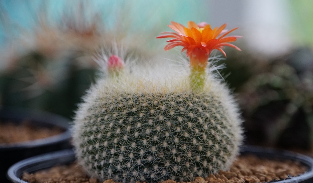 Колючий кактус в горшке с цветами