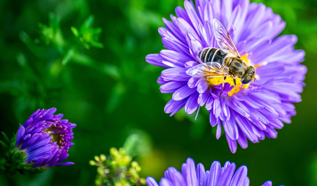 Фиолетовые садовые астры с пчелой