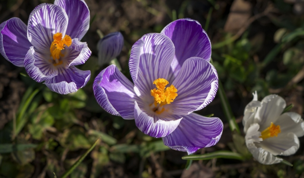 Фиолетовые и белые крокусы в лучах солнца