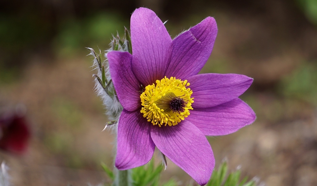 Фиолетовый цветок анемона с желтой серединкой крупным планом на поле