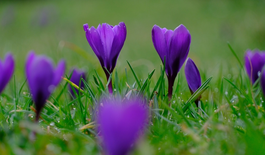 Фиолетовые крокусы на мокрой зеленой траве