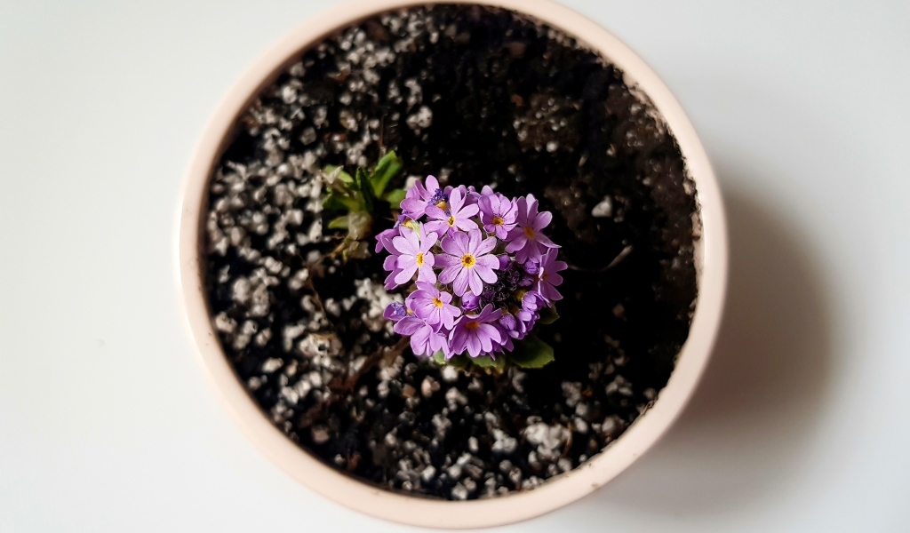 Фиолетовый цветок в горшке на сером фоне