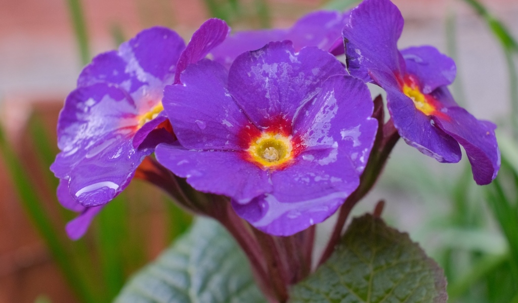 Фиолетовый комнатный цветок примула