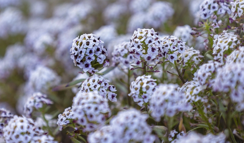 Фиолетовые цветы флокса на клумбе