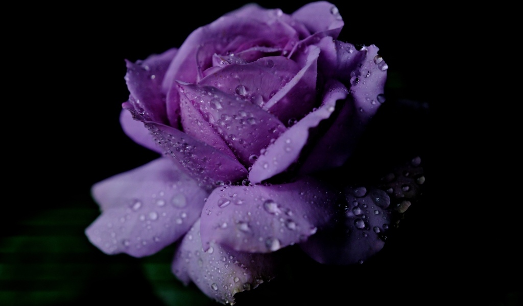 Фиолетовый цветок розы в каплях дождя