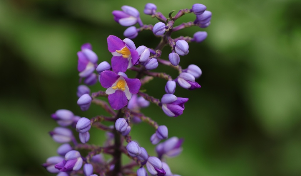 Фиолетовые маленькие цветы орхидеи крупным планом