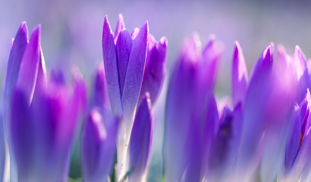 Фиолетовые весенние крокусы на клумбе
