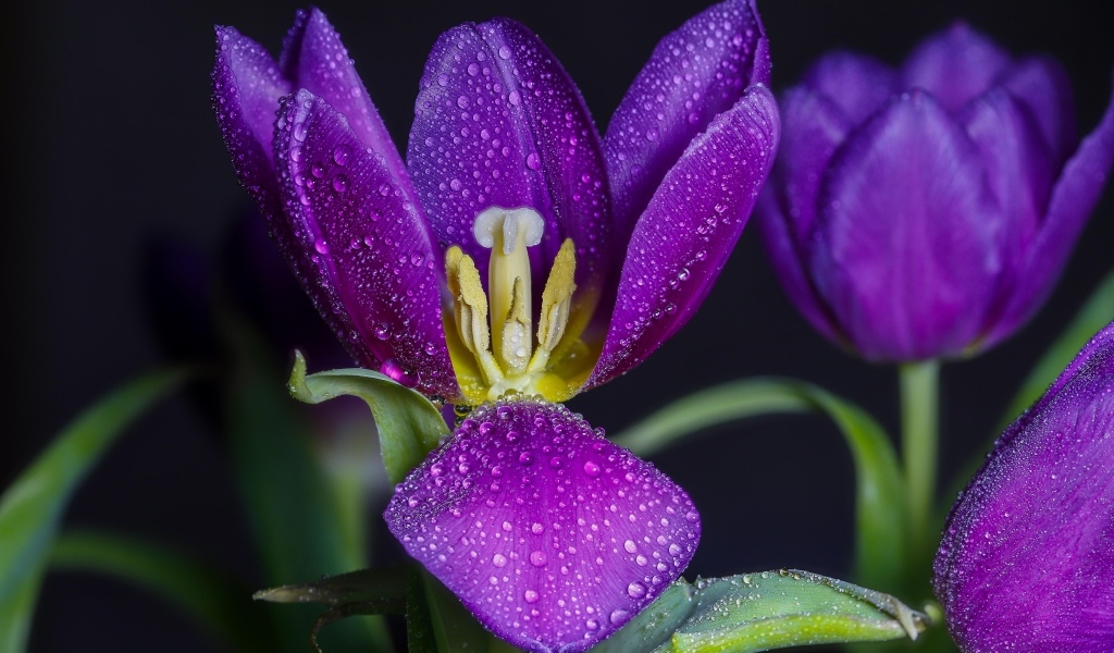 Фиолетовые тюльпаны в каплях воды