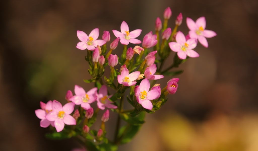 Настоящий розовый цветок к бутонами