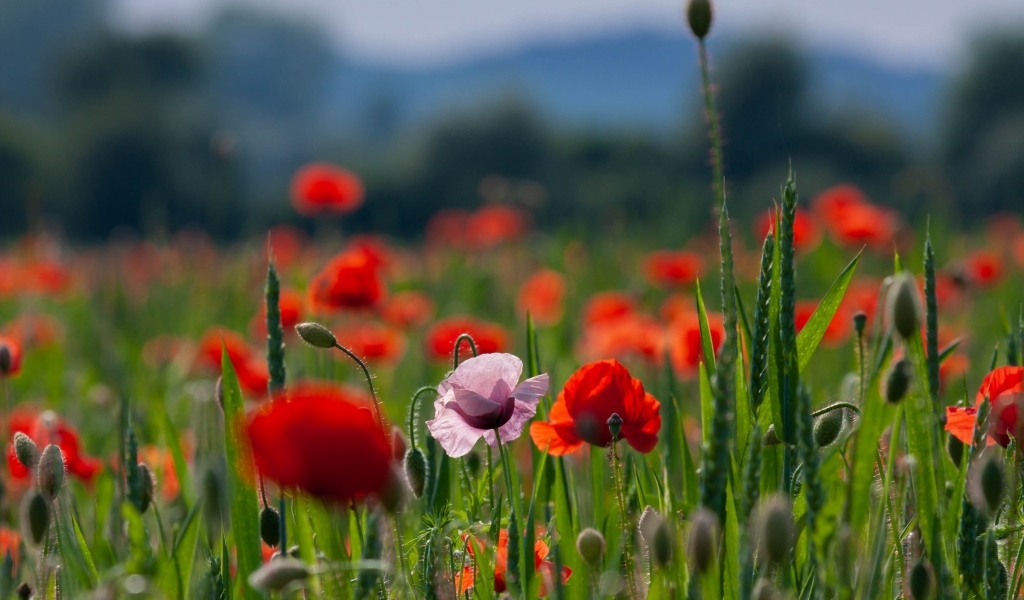 Красные и розовые полевые маки с зелеными колосками