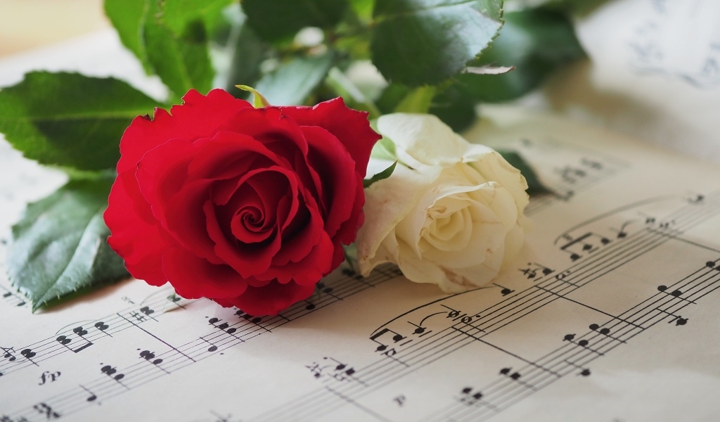 Красная и белая розы лежат на нотной тетради
