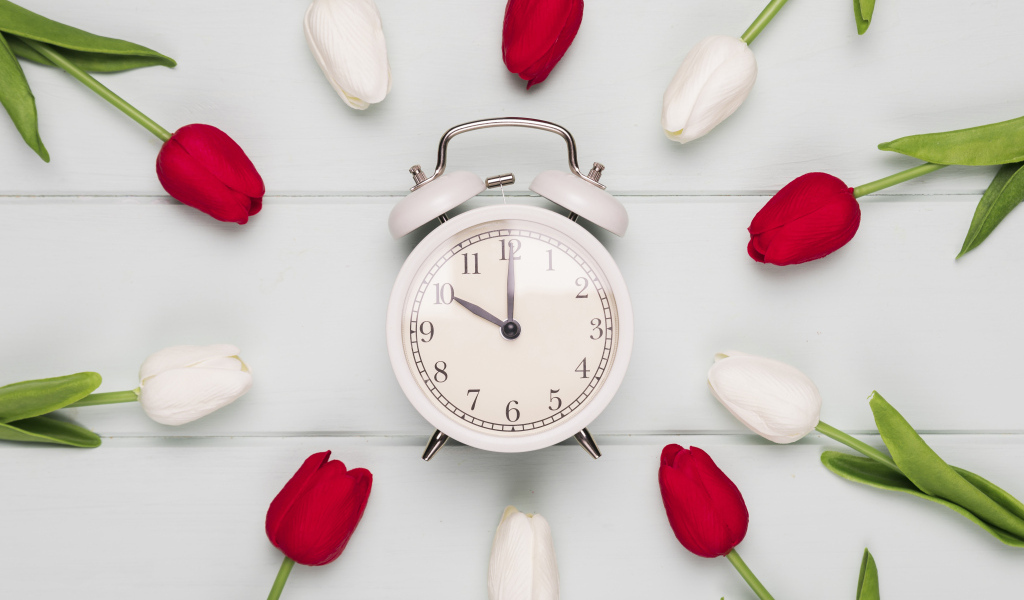 Красные и белые тюльпаны с будильником на сером столе