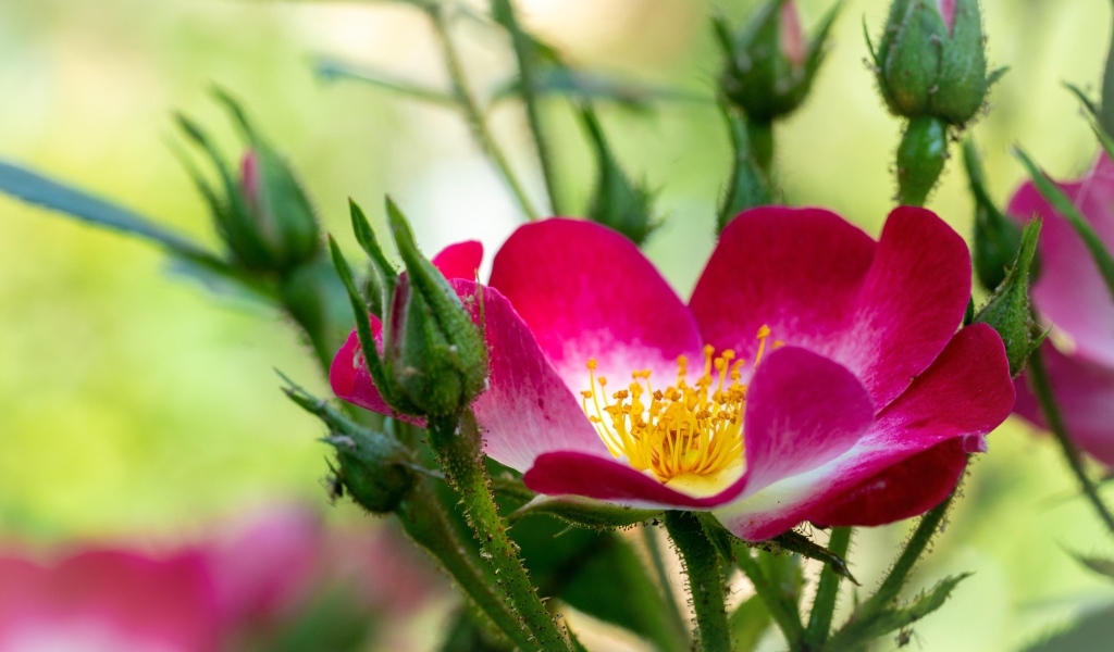 Красная бордюрная роза с бутонами