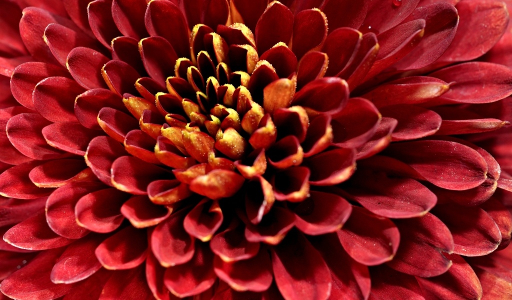 Красный цветок хризантемы вблизи