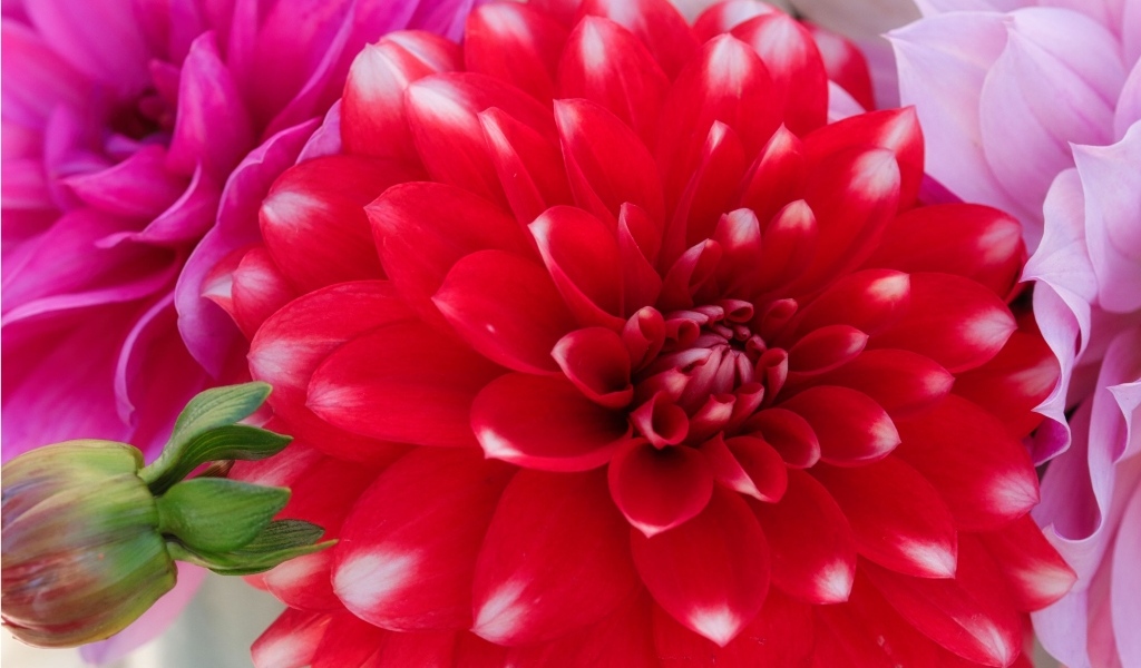 Красный цветок георгина с бутоном крупным планом