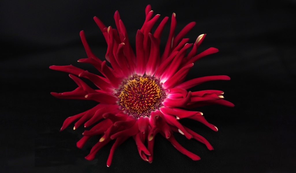 Красный цветок георгина с острыми лепестками на черном фоне