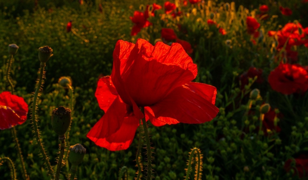 Красный полевой мак с хрупкими лепестками в лучах солнца
